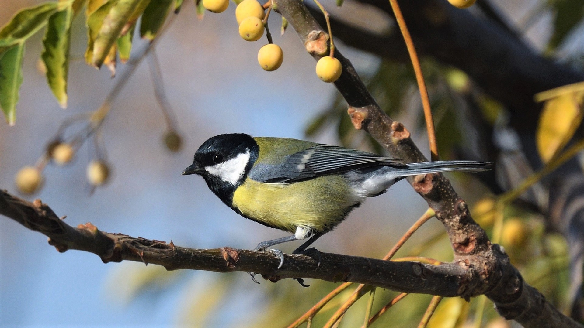 Great Tit